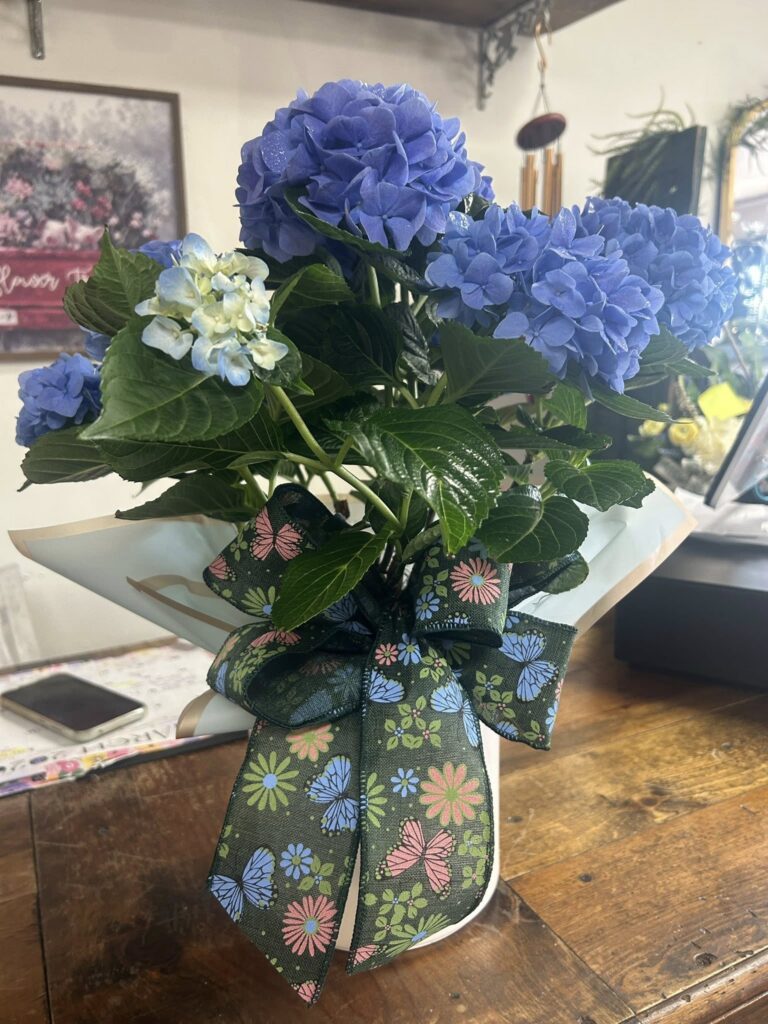 A potted blue hydrangea plant.