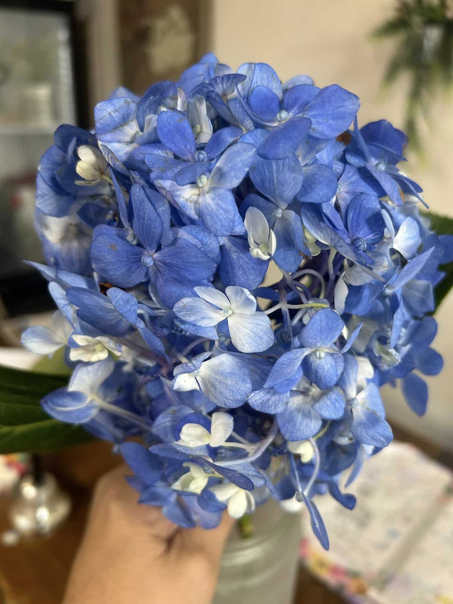A vibrant blue hydrangea bloom.